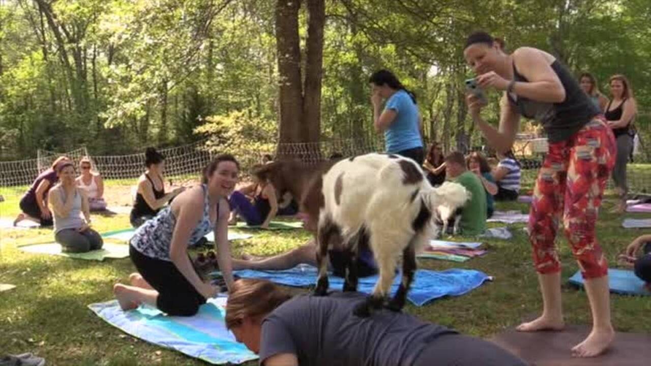 SC farm offering baby goat yoga, wine tasting