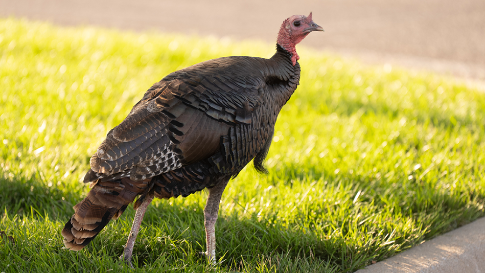 ICT In 70 - Meet the Turkey at Central and Greenwich’s publicist