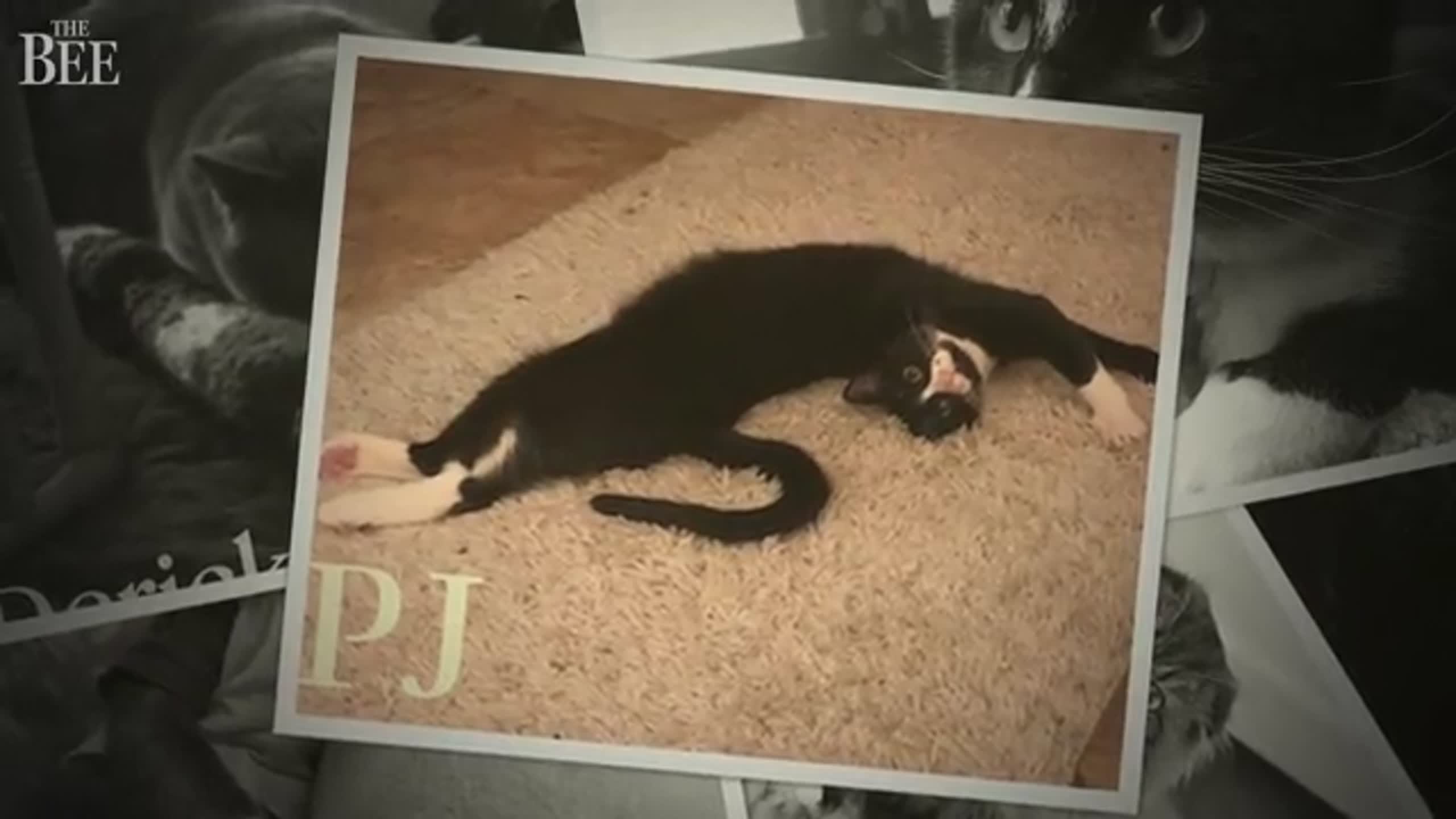 Meet some of the cat-estants in our cutest cat contest