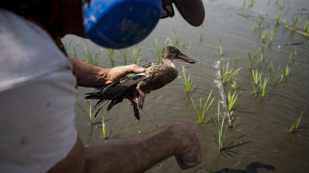 Botulism could decimate California wild ducks again. How hunters are trying to save them