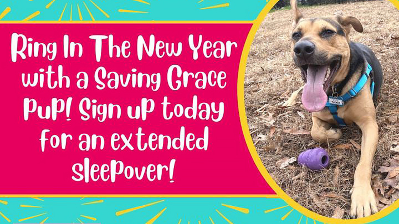 Need New Year’s plans? How about hosting an NC shelter dog sleepover?