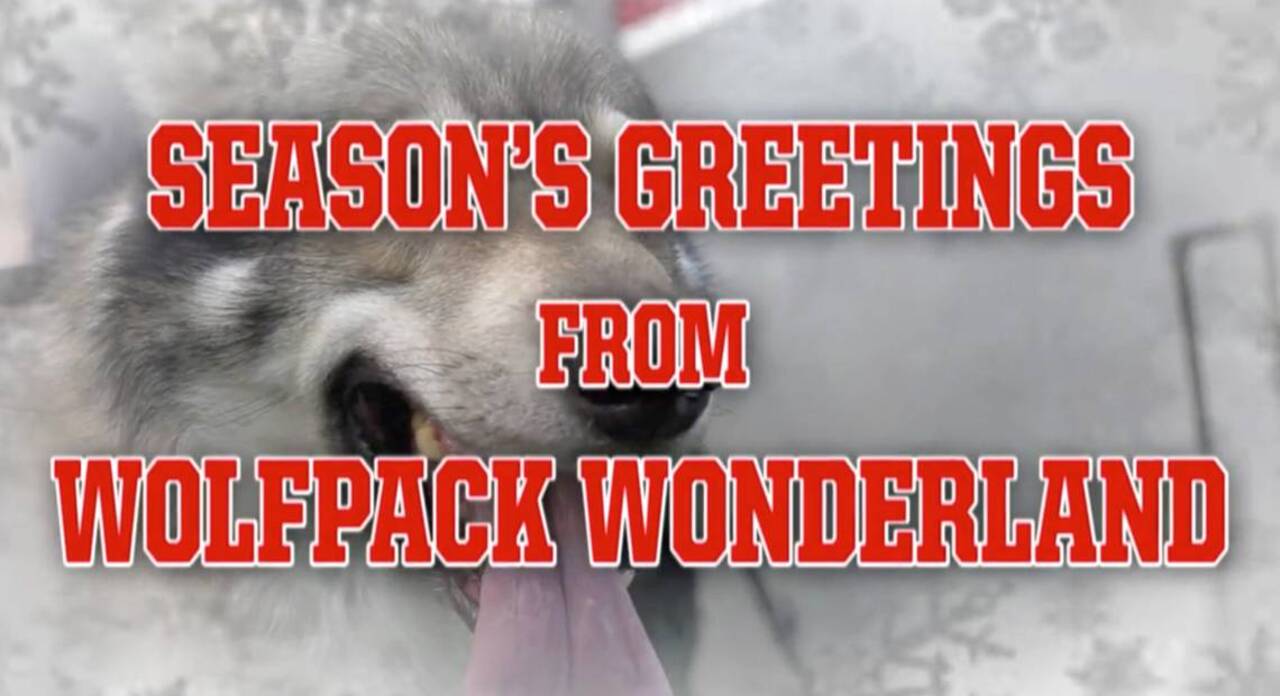 A Wolfpack Wonderland