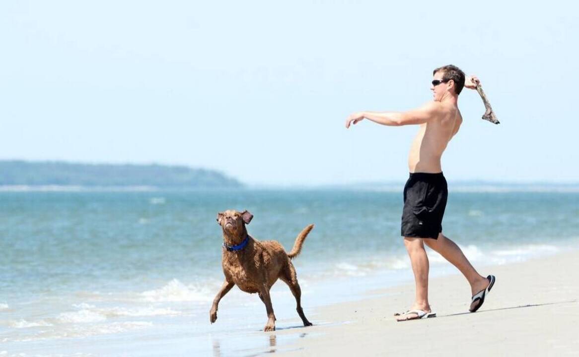 Rude dog owners on Hilton Head are turning the beaches into perilous minefields  | Opinion