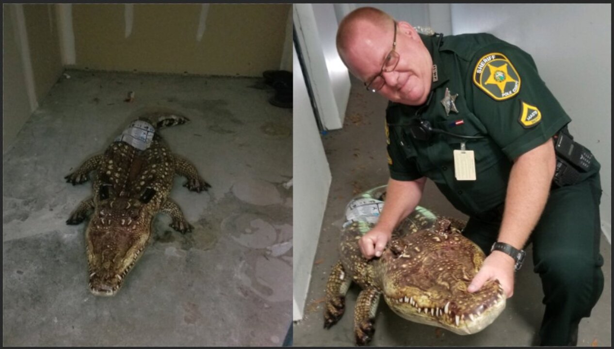Woman calls 911 on alligator, it turned out to be a pool floatie