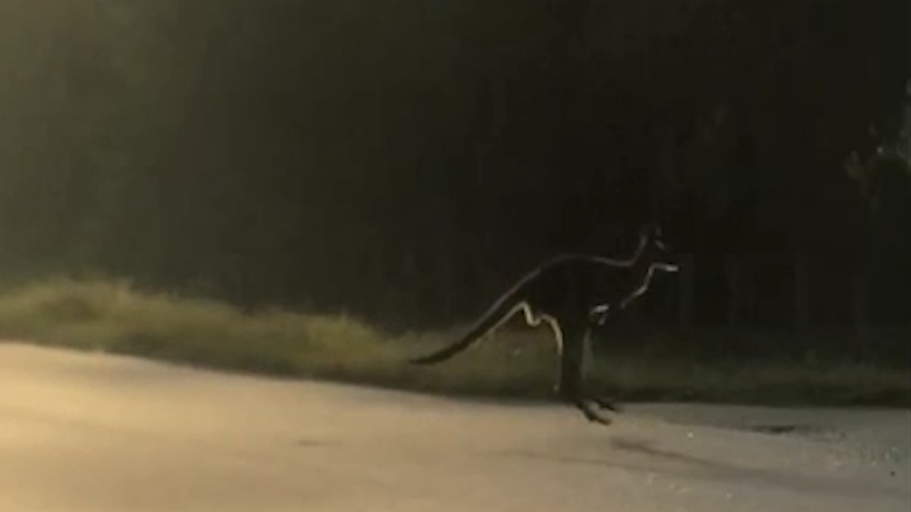 A lost kangaroo hopping across a Florida community is found. Neighbors talk of reunion
