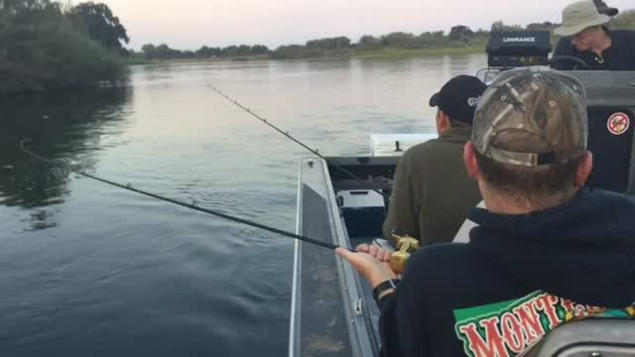 Endangered salmon run under threat