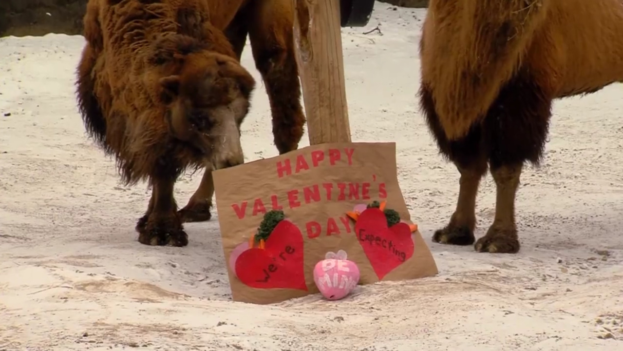 Video: Valentine's Day at the zoo
