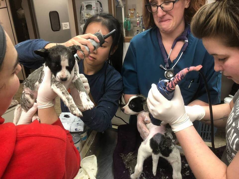 KC Pet Project shaves puppies covered in paint
