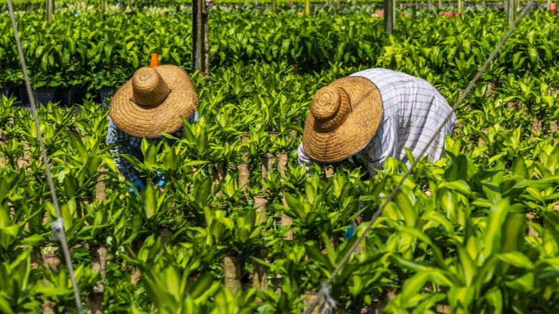 After helping kill heat law, a major Miami-Dade grower defends its worker safety