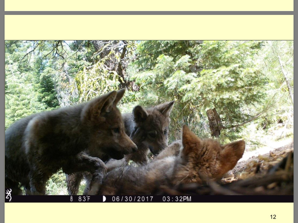 California Department of Fish and Wildlife gives a glimpse of the Lassen Wolf Pack