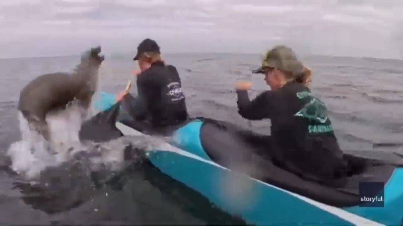 See moment sea lion leaps into canoe during Monterey Bay race