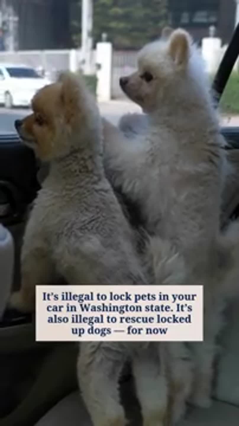 Can your dog stick their head out the window while you drive? What WA law says