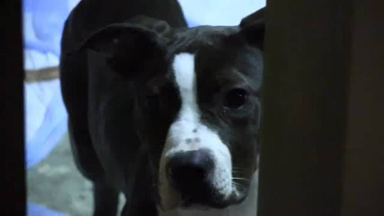 Dog rescuer describes her first rescue