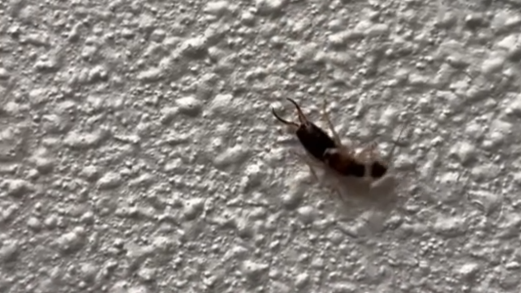 Earwigs in your home may seem scary, but they’re not all bad