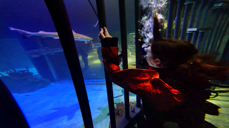 Meet Jelly, the newest zebra shark hatchling produced at Point Defiance Zoo