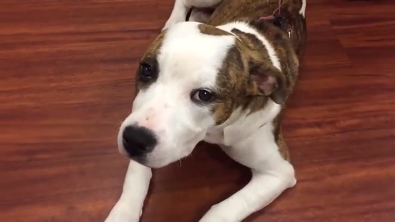Video: Man steals puppy from yard in Palm Beach, cops say | Miami Herald