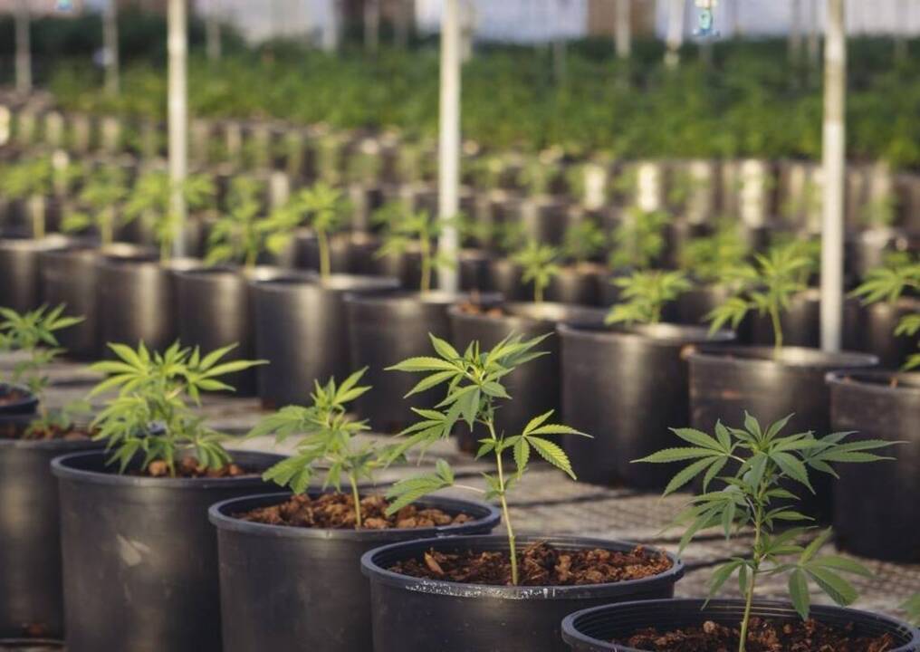 SLO County farmworkers worry cannabis regulations could cut jobs