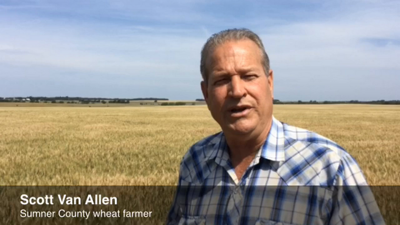 VIDEO: Rain revives Kansas wheat crop