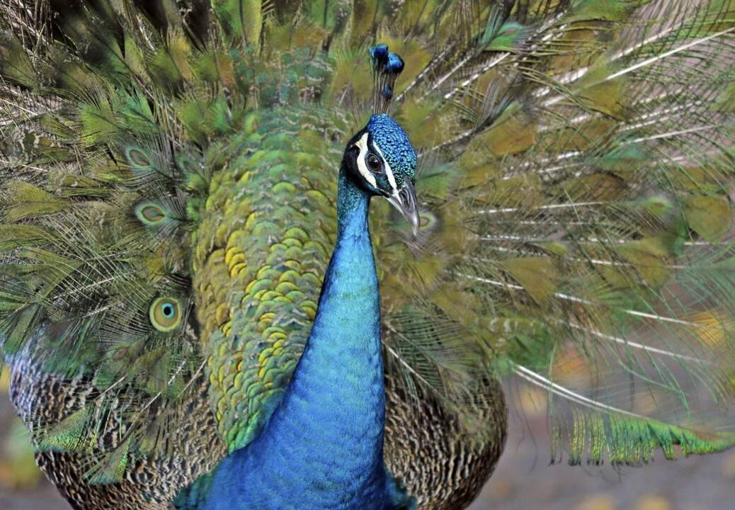 Miami agrees to trim Coconut Grove’s peacock population, but it’s not an easy job
