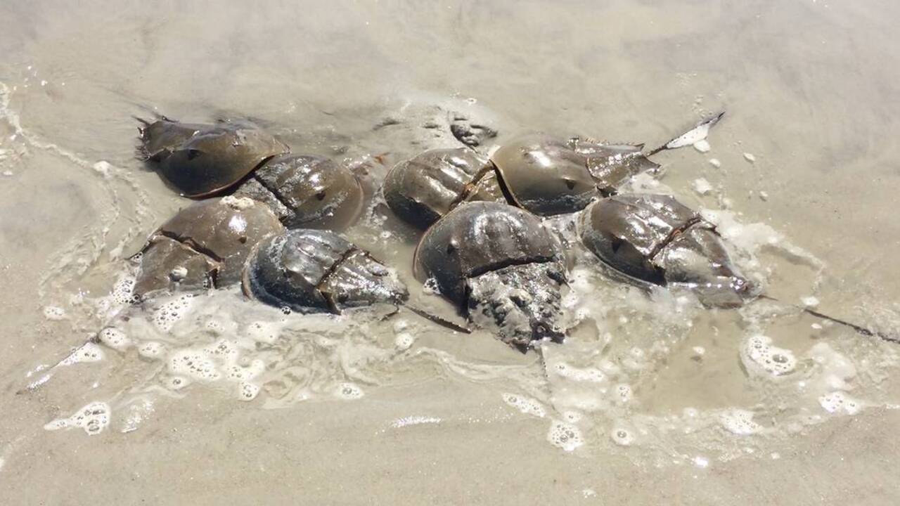 Horseshoe crabs inundate shores of Hilton Head