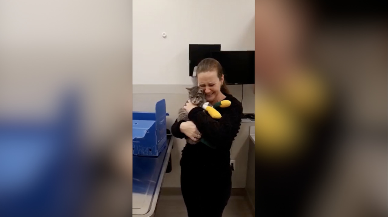 See Mayson the cat, lost in the Camp Fire, reunite with family