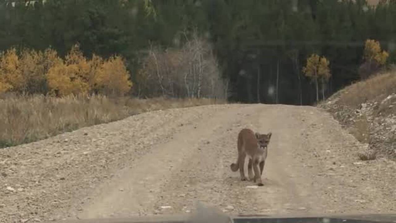 A rare look at an Idaho mountain lion