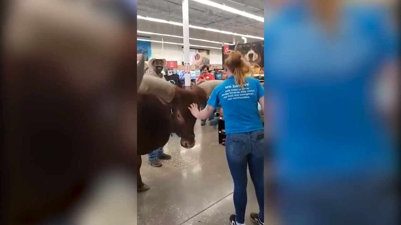 ‘All leashed pets are welcome’ Texas Petco staff surprised by leashed steer