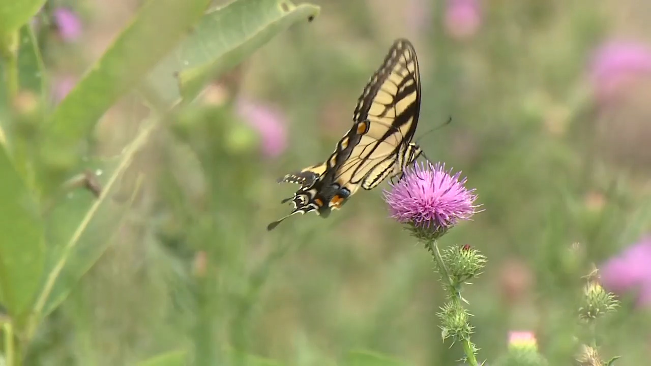Consider planting for pollinators when choosing flowers for your garden this spring
