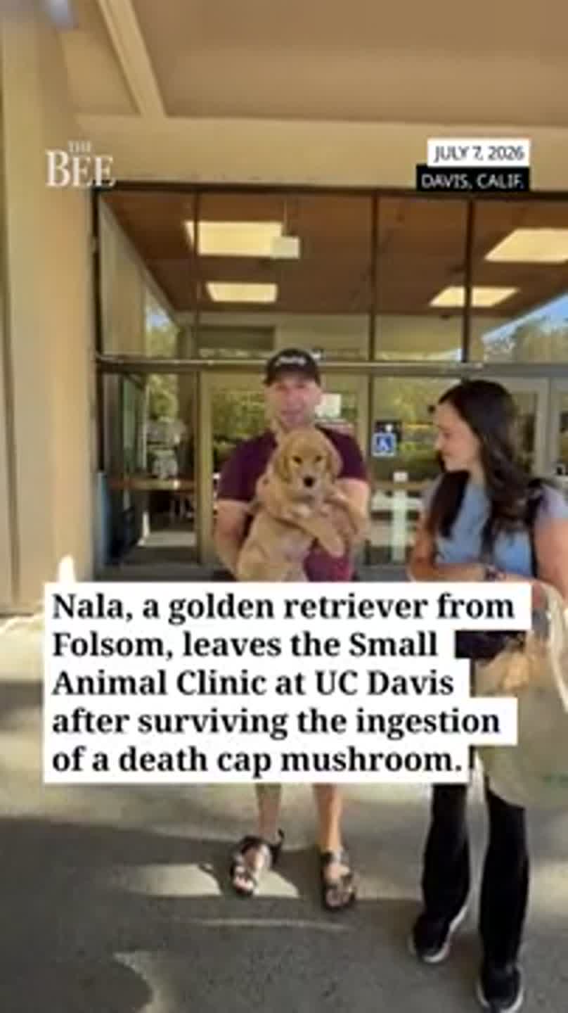 Watch as puppy is discharged from UC Davis clinic after ingesting death cap mushroom