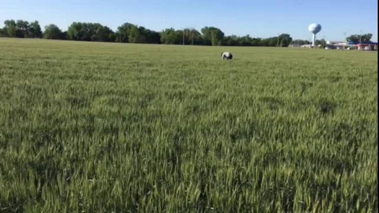 Kansas wheat tour finds strong 2016 crop