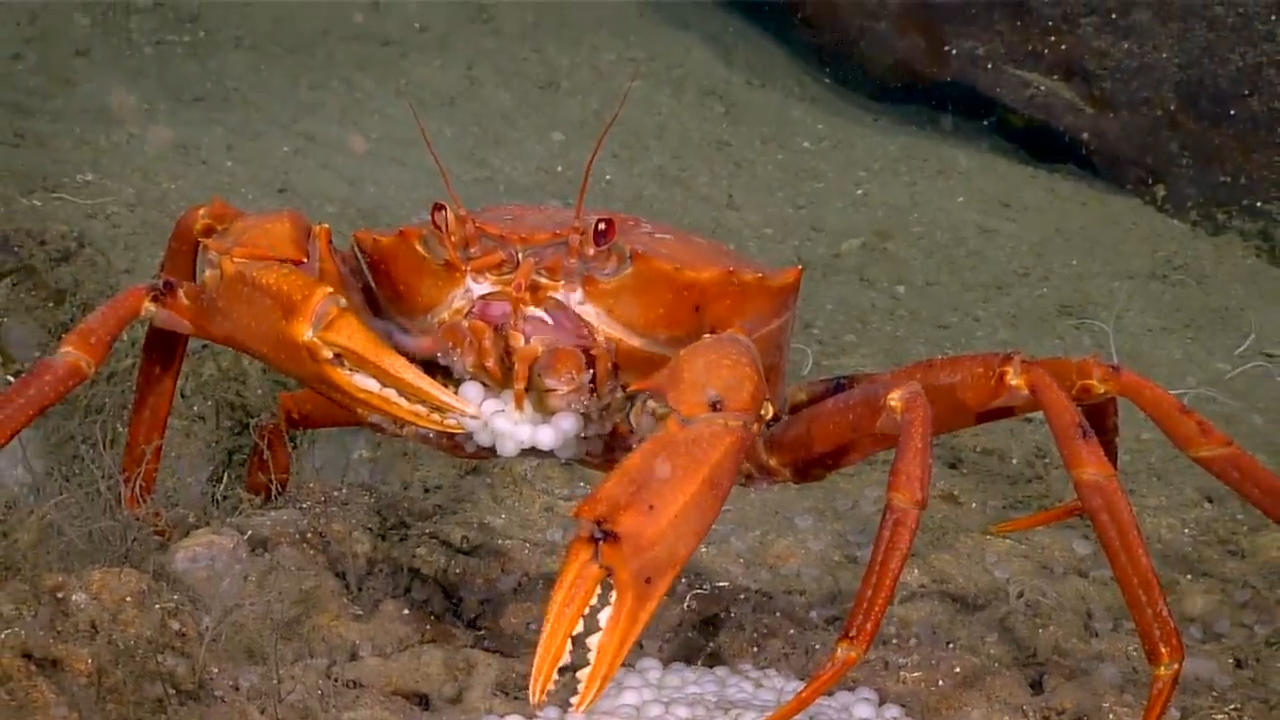 Crab caught on video raiding deep sea nest