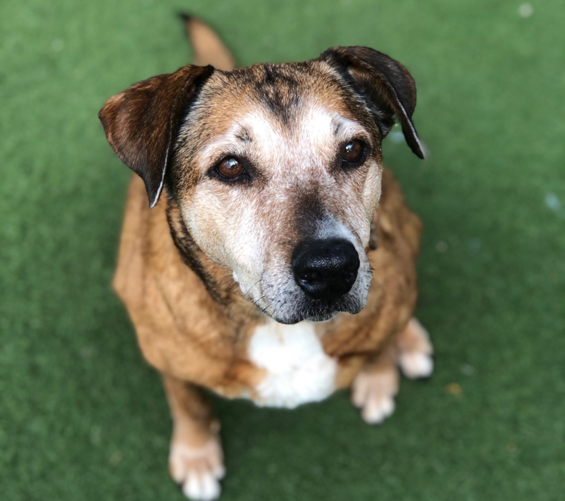 Want to play ball with a fit, friendly dog? Tillie is looking for a forever home