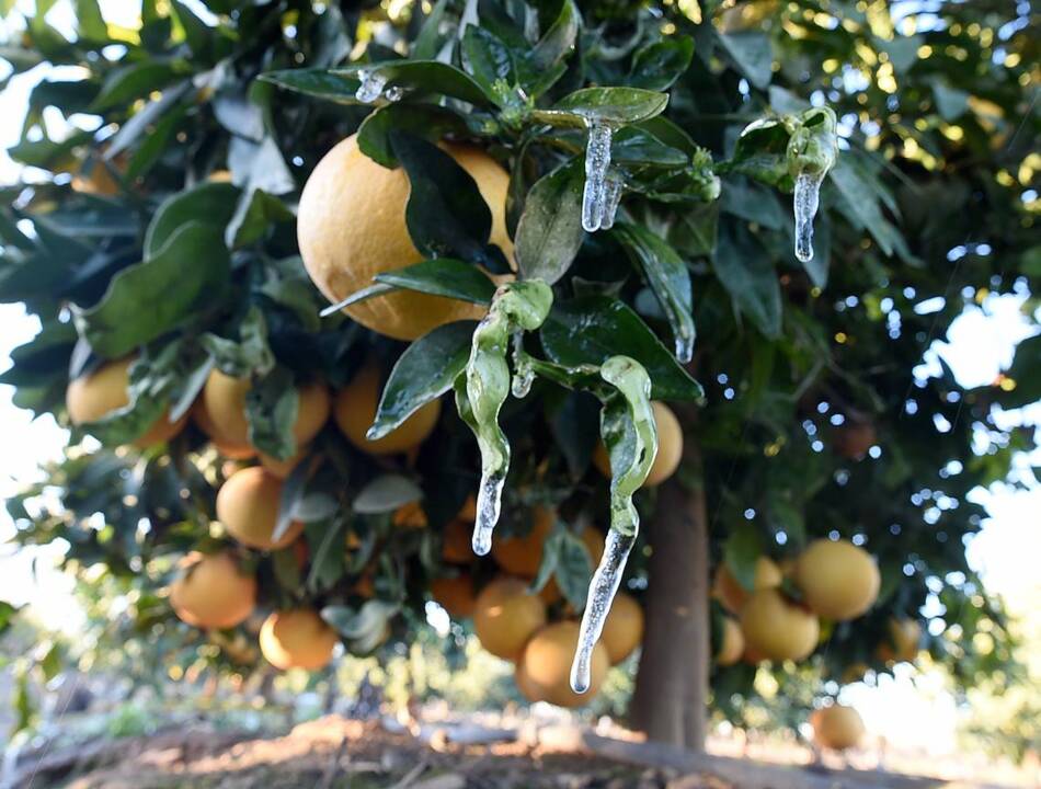 Freeze hits valley crops, but citrus growers think they may escape much damage