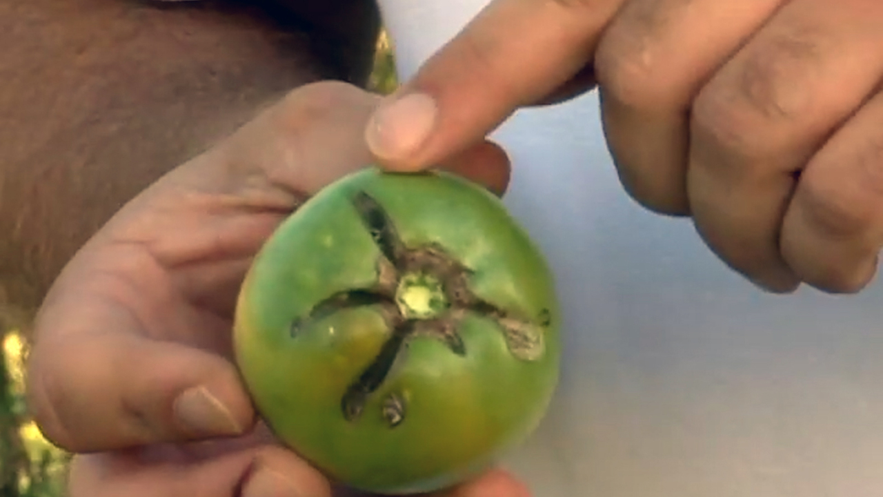 5 tips for saving water in your garden