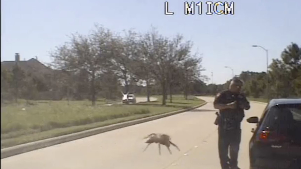 Giant spider appears to sneak up on Texas police officer in dashcam video
