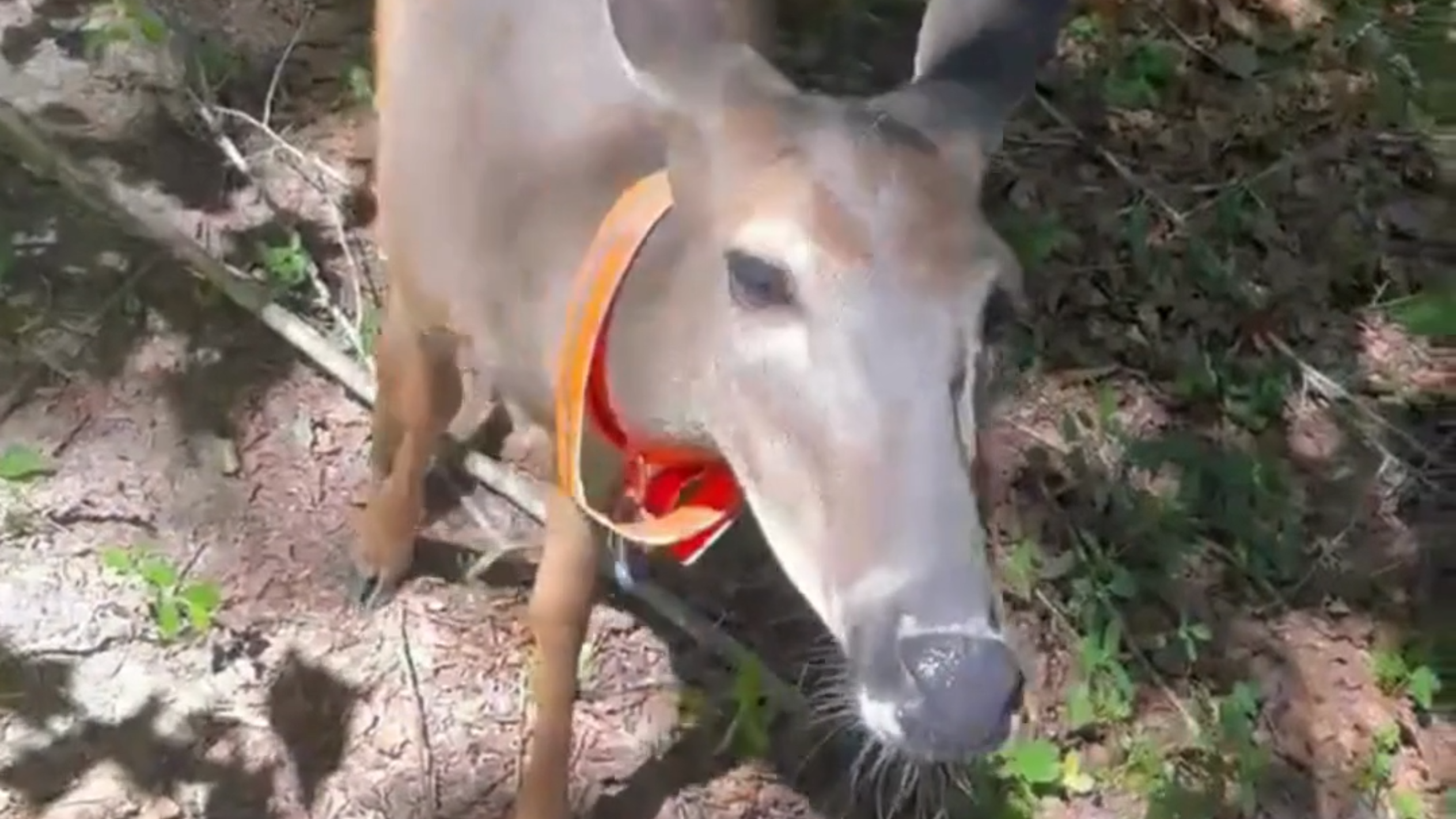 Friendly young deer enchants neighbors in SC