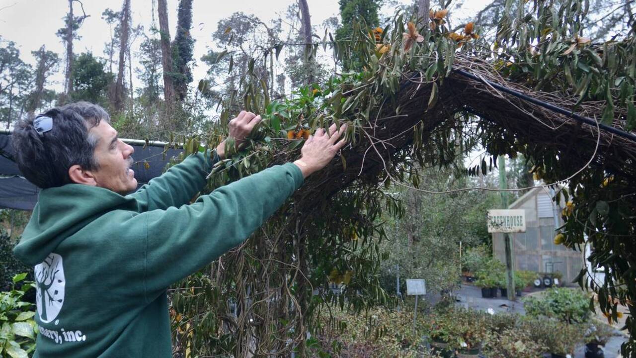 Most tropical Lowcountry plants can be saved after the freeze. Here's how