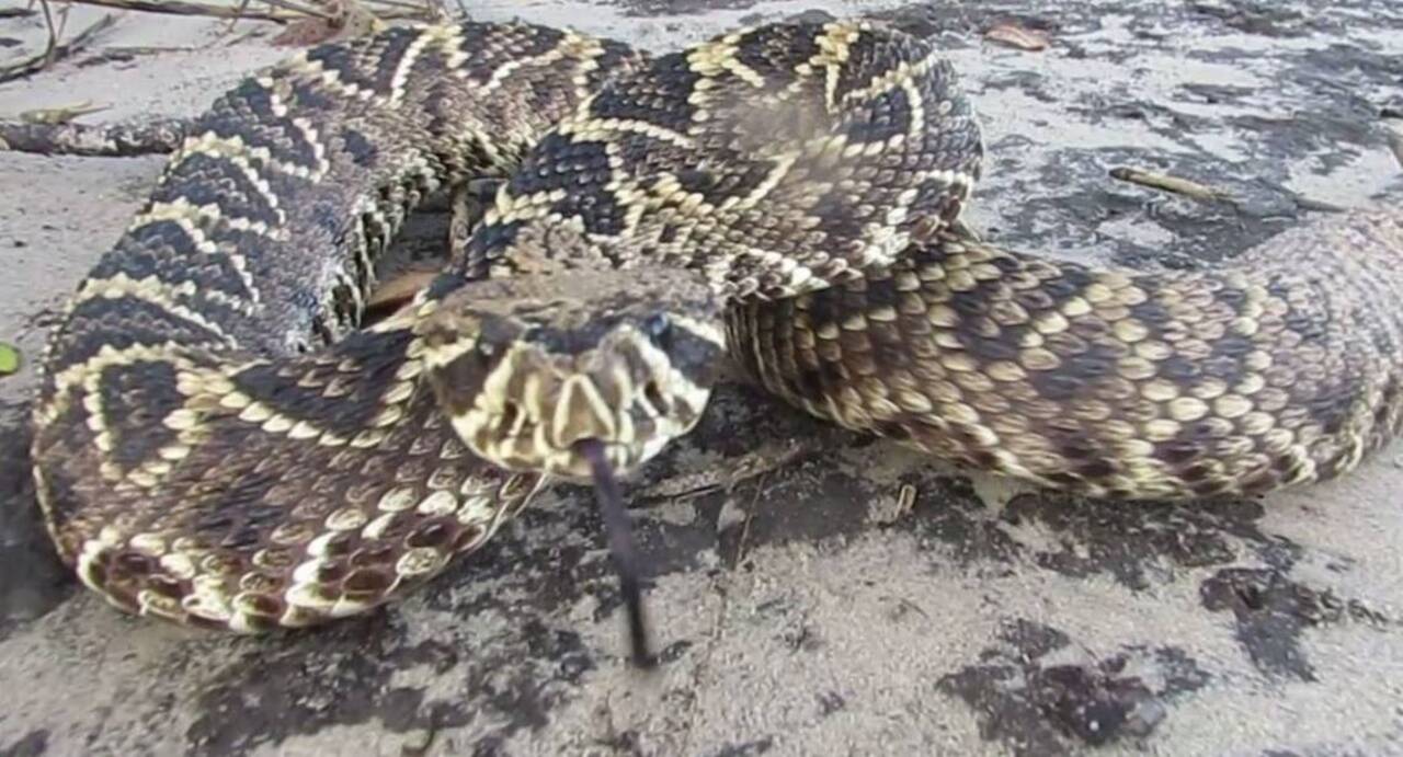 Yikes: Here’s why you never want to poke a Lowcountry rattlesnake