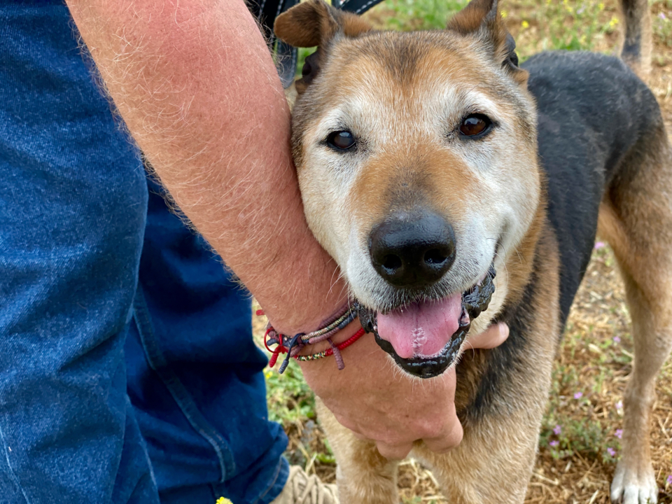 Pet Tales: Elmer the spry senior dog needs a new home