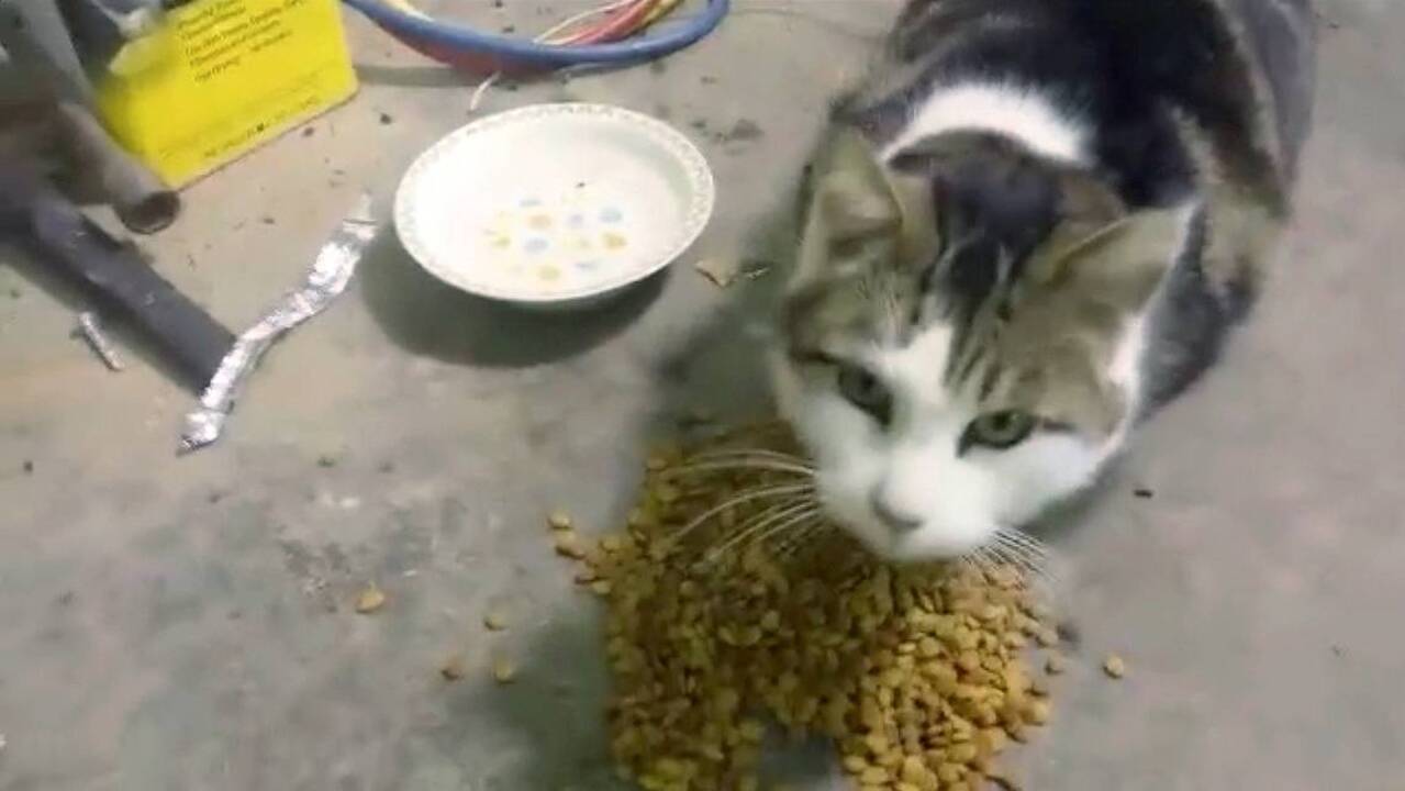Lazarus the Cat's Mysterious Long Distance Adventure