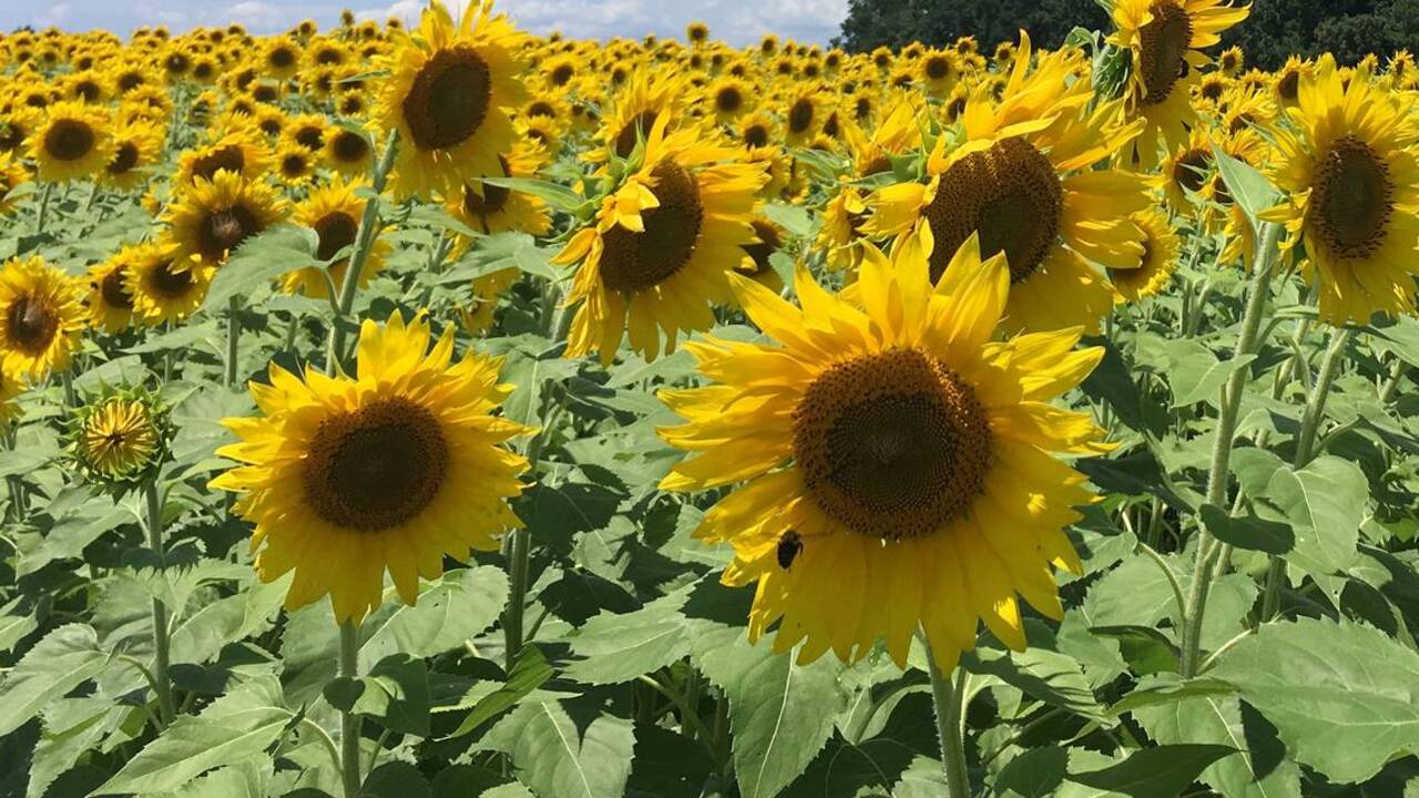 Sunflowers are here, but only for a short time