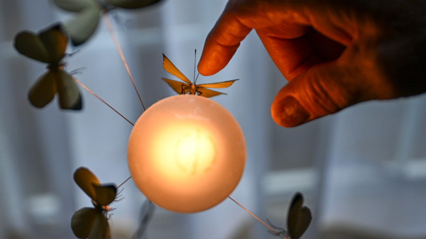 Famous bugs: Gig Harbor artist crafts insects for film, art installations