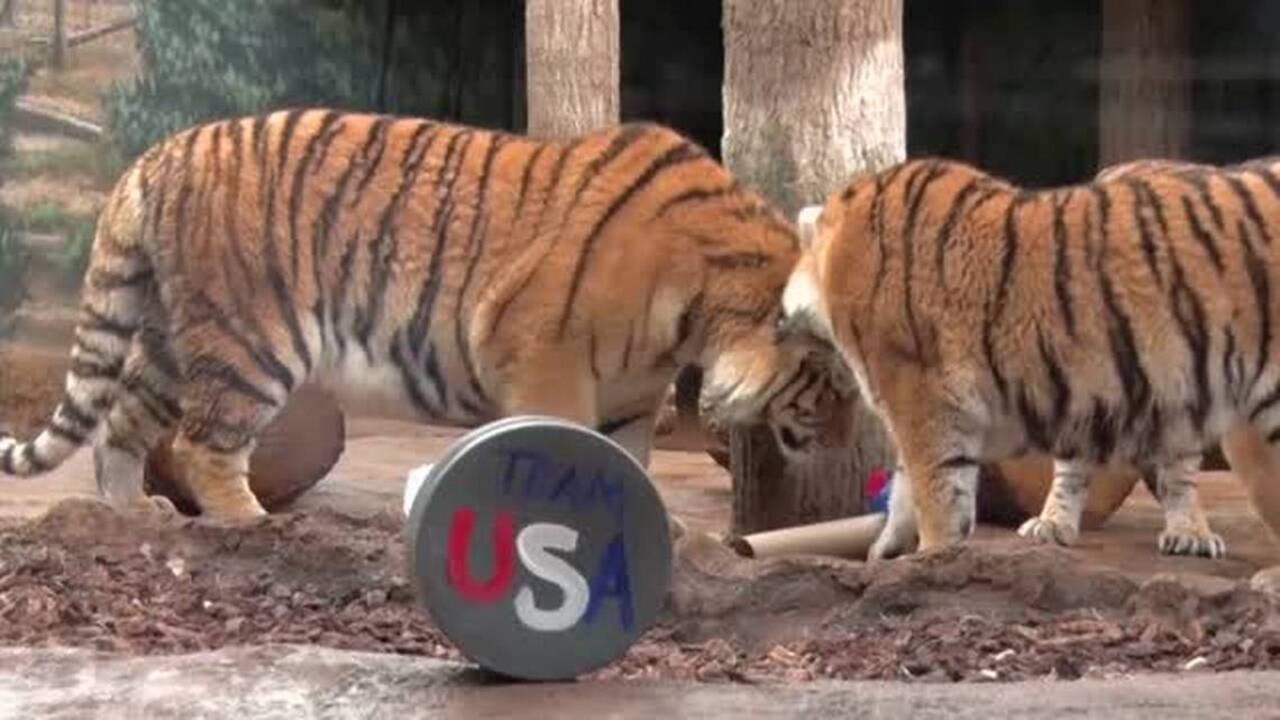 Milwaukee County Zoo tigers get in Olympic spirit to support U.S. women's hockey team