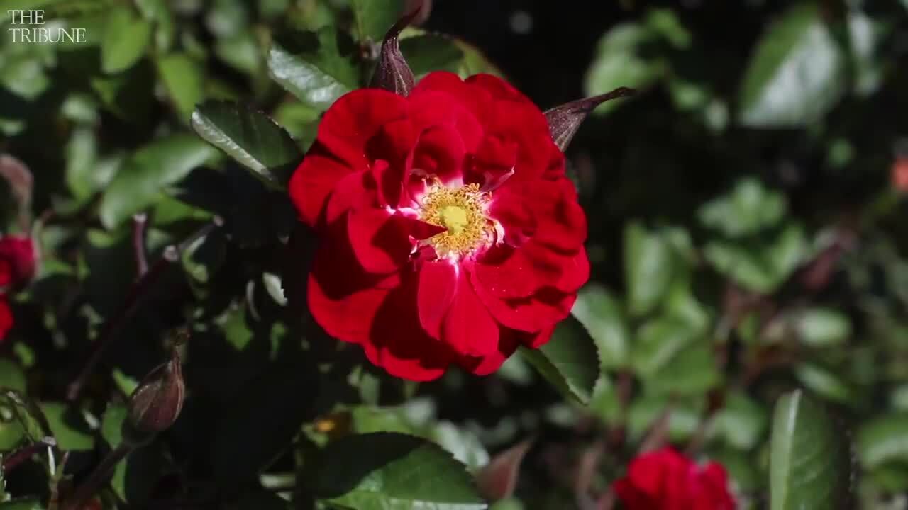 2018 Cathy Van Orman garden