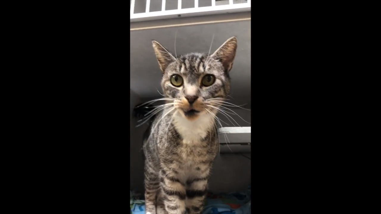 Pet Tales: Meet Freddy, a sweet, social cat ready for his forever home