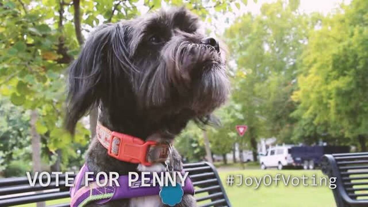 Meet Penny: A canine candidate of the Joy of Voting project