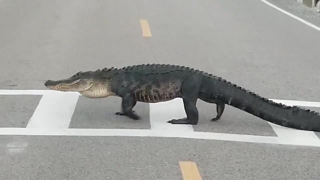 Street-smart alligators obey traffic laws at South Carolina park, videos show
