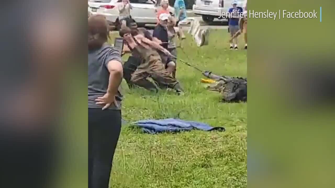 Colossal alligator removed from pond at Hilton Head mini-golf course