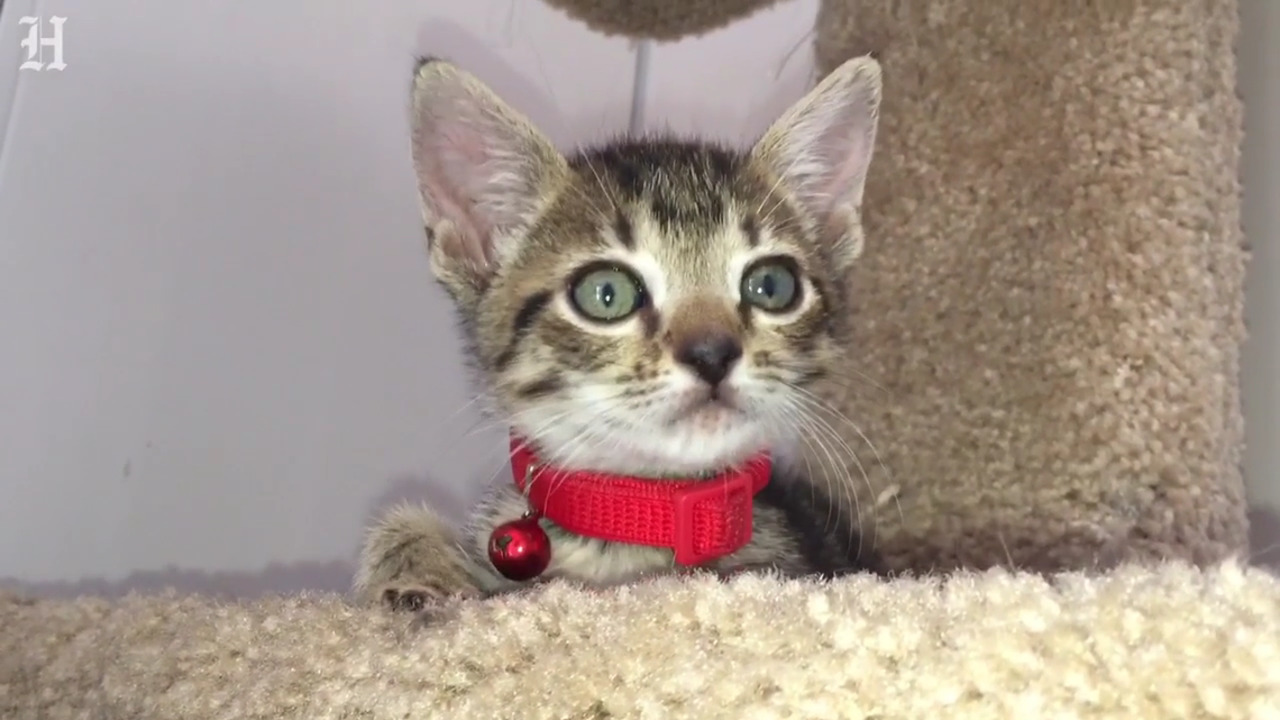 Operation Git-Meow