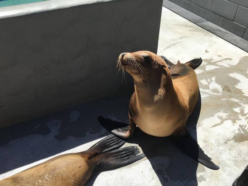 Sick sea lions are washing up on SLO County shores, and more are expected
